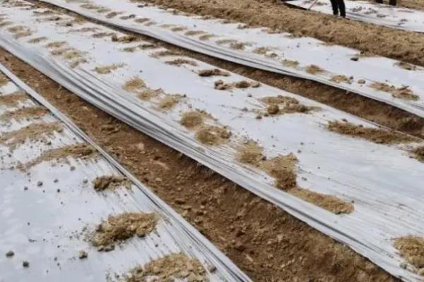 黄精的种植方法与技术,种黄精一亩地需要多少株