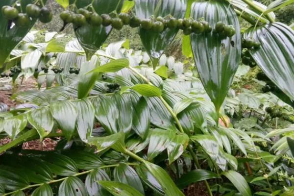 黄精的种植方法与技术,种黄精一亩地需要多少株