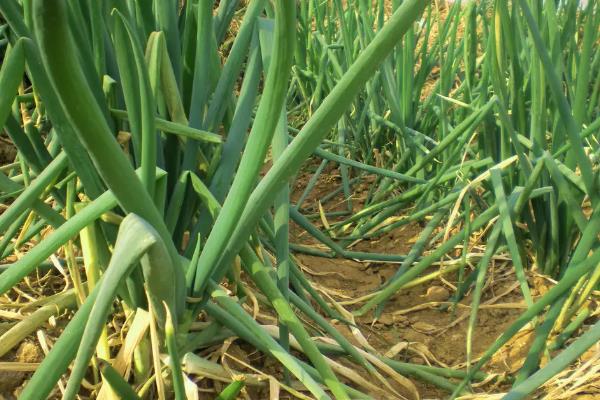 大葱一亩地能产多少斤产量?附种植方法