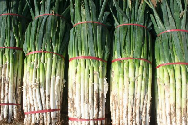 大葱一亩地能产多少斤产量?附种植方法