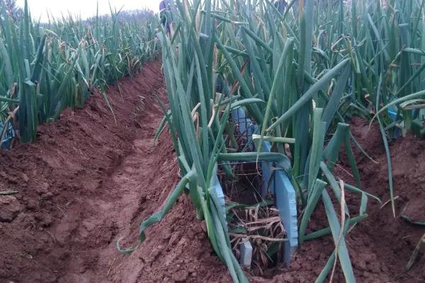 大葱一亩地能产多少斤产量?附种植方法