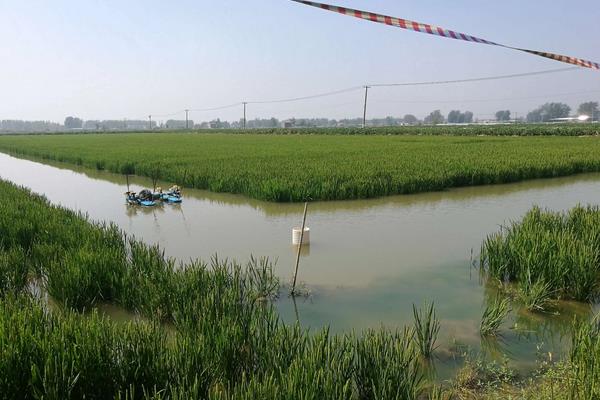 稻田养殖小龙虾怎么养,可以和稻田鱼混养吗