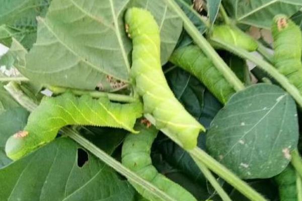 豆虫养殖技术,养殖周期是多久