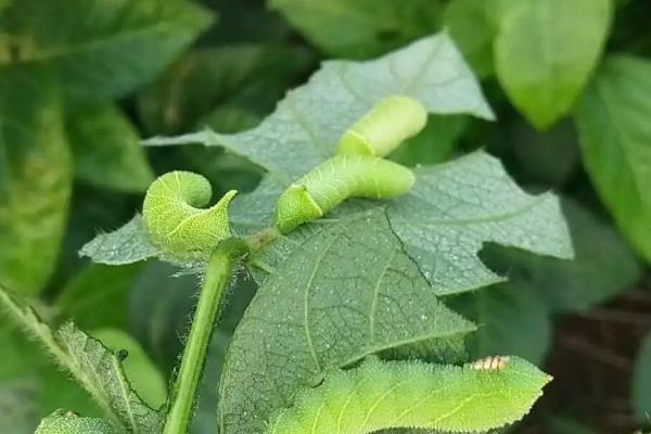 豆虫养殖技术,养殖周期是多久