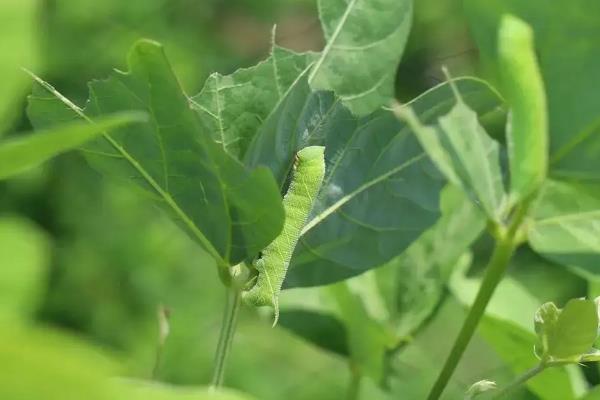 豆虫养殖技术,养殖周期是多久