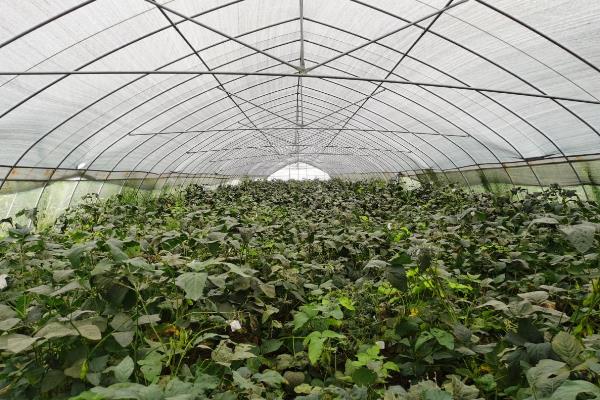 豆虫养殖技术,养殖周期是多久