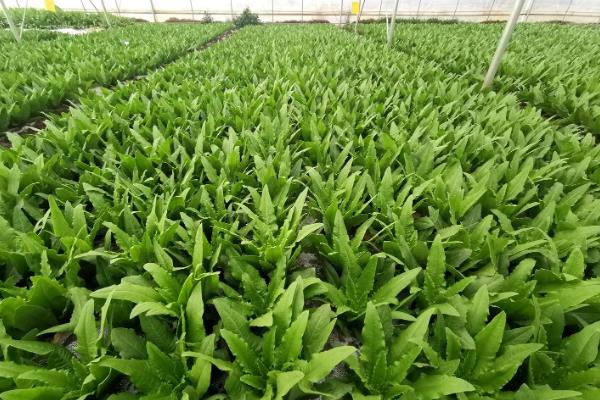 油麦菜大棚种植技术，温度多少合适