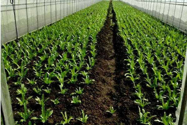 油麦菜大棚种植技术，温度多少合适