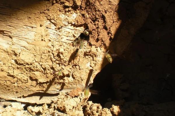 寻找青米蜂的最佳办法,能人工养殖吗?怎么养