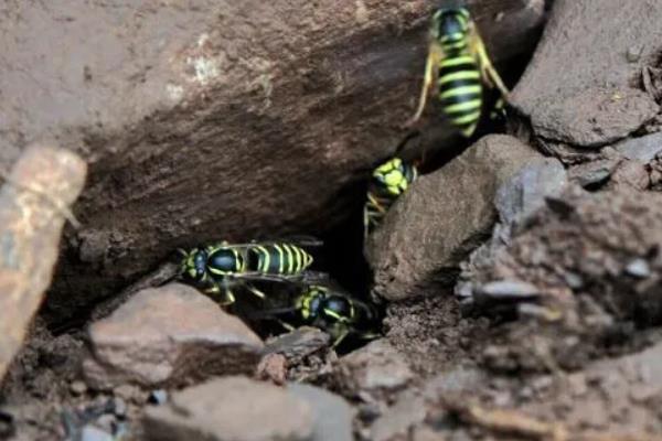 寻找青米蜂的最佳办法,能人工养殖吗?怎么养