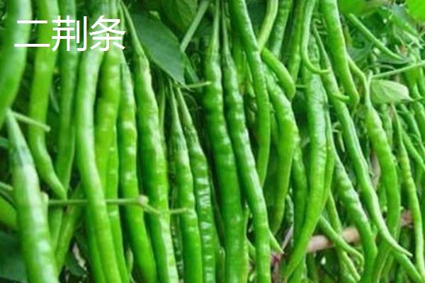 秦椒和二荆条辣椒区别