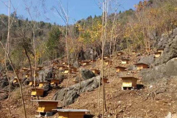 寻找青米蜂的最佳办法,能人工养殖吗?怎么养