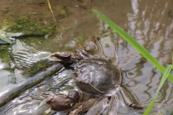 稻田养蟹属于生态农业吗,附稻田河蟹养殖方法