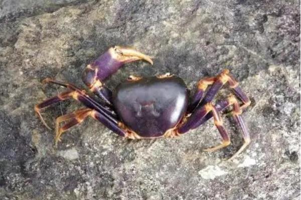 山螃蟹怎么养,能长多大