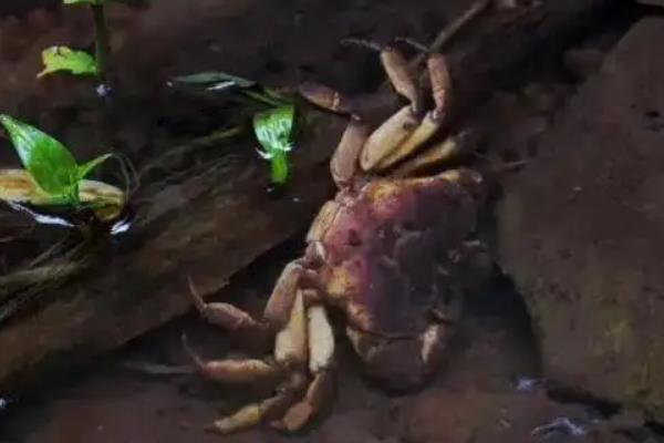 山螃蟹怎么养,能长多大