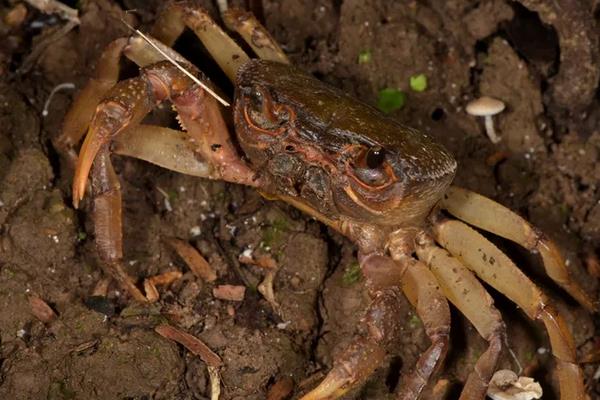 山螃蟹怎么养,能长多大