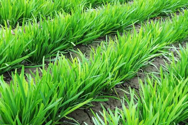 韭菜怎样种植技术,什么时候种合适