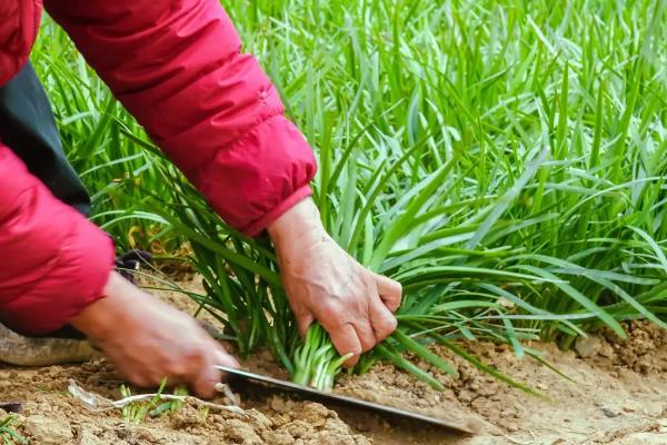 自家种的韭菜怎样过冬，附韭菜的种植技术