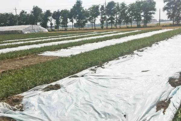 自家种的韭菜怎样过冬，附韭菜的种植技术