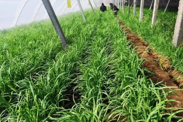 自家种的韭菜怎样过冬，附韭菜的种植技术