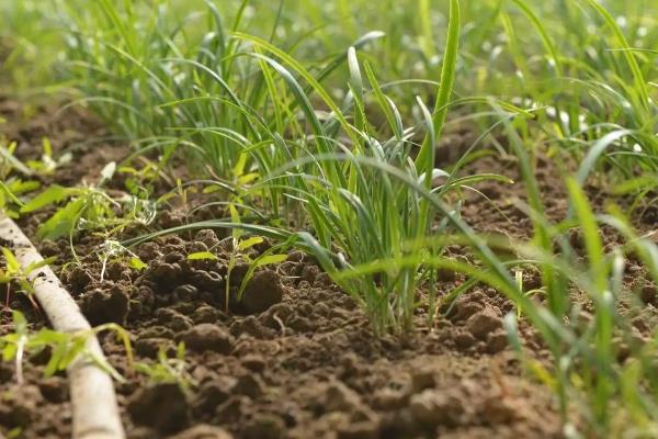 自家种的韭菜怎样过冬，附韭菜的种植技术