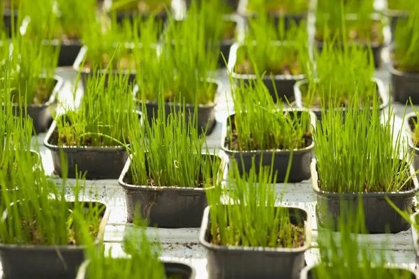 自家种的韭菜怎样过冬，附韭菜的种植技术