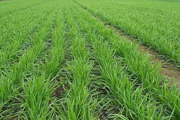 自家种的韭菜怎样过冬，附韭菜的种植技术