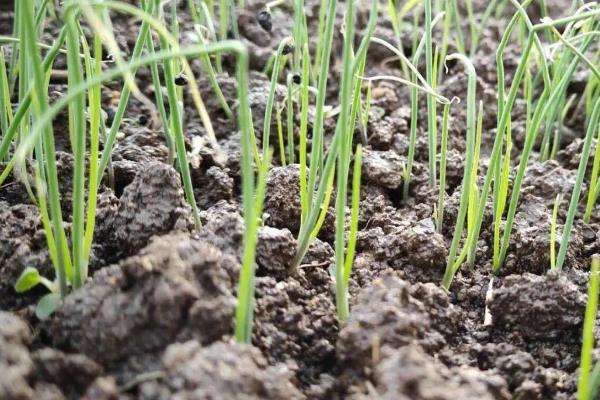 韭菜种多深合适，附韭菜种植技术