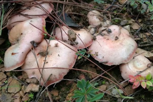 铜绿菌可以人工培养吗,附种植技术