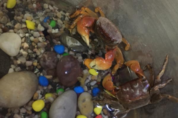 山螃蟹怎么养,能长多大