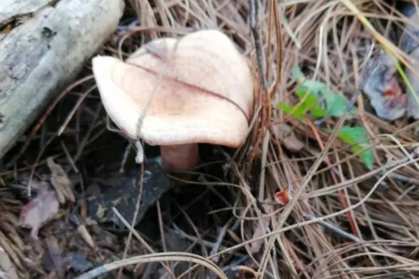 铜绿菌可以人工培养吗,附种植技术