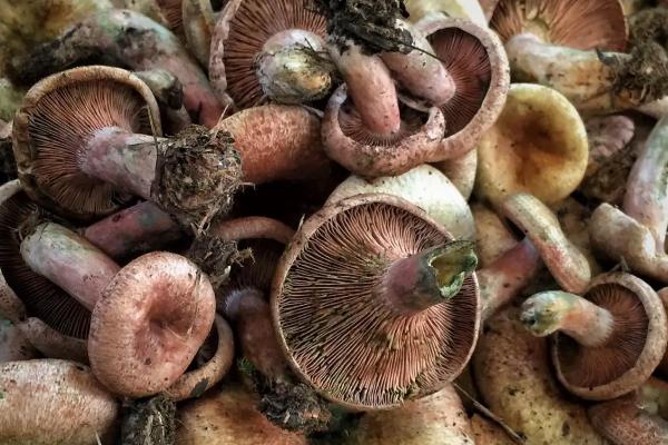 铜绿菌可以人工培养吗,附种植技术