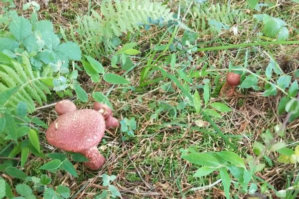 铜绿菌可以人工培养吗,附种植技术