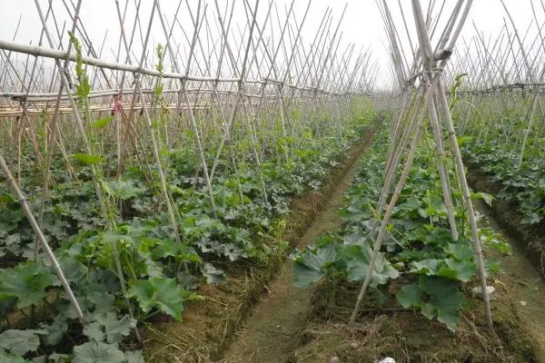 冬瓜亩产量一般是多少公斤，附种植方法