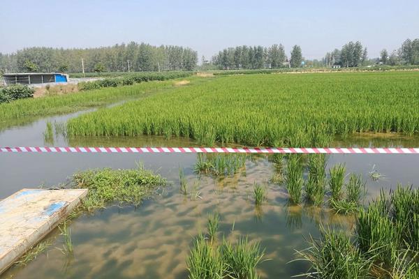 稻田养殖小龙虾怎么养,可以和稻田鱼混养吗