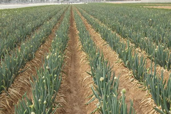 大葱一亩地能产多少斤产量?附种植方法