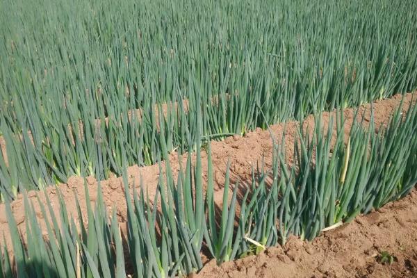 大葱一亩地能产多少斤产量?附种植方法