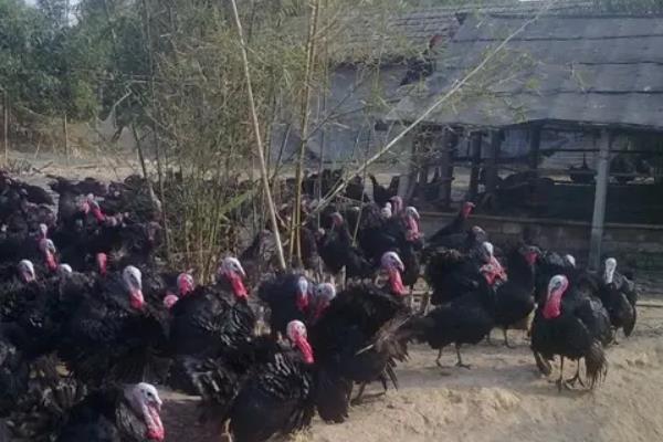 火鸡养殖技术,火鸡和普通的鸡有什么区别