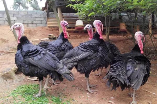 火鸡养殖技术,火鸡和普通的鸡有什么区别