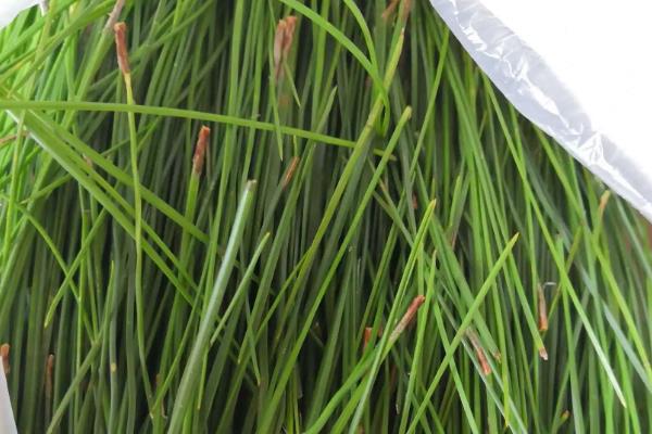 铜绿菌可以人工培养吗,附种植技术