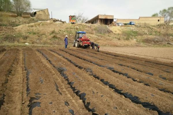 土豆高产高效种植技术，土豆种植时间和生长期