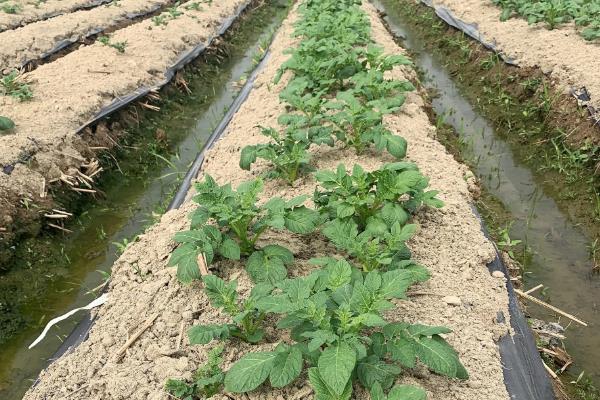 土豆高产高效种植技术，土豆种植时间和生长期