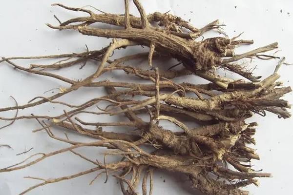 白鲜皮一亩地能产多少斤,附种植方法与时间