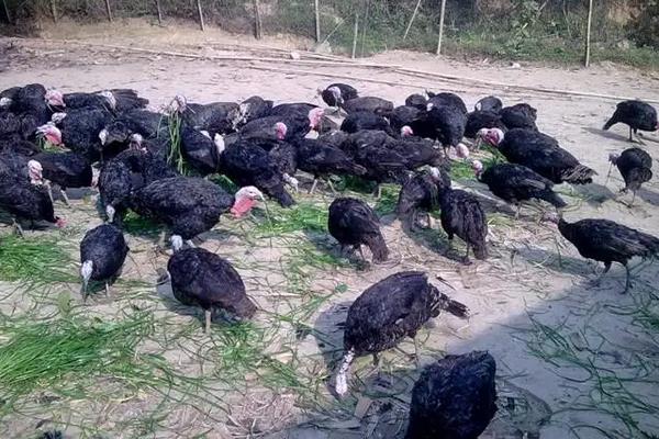 火鸡养殖技术,火鸡和普通的鸡有什么区别