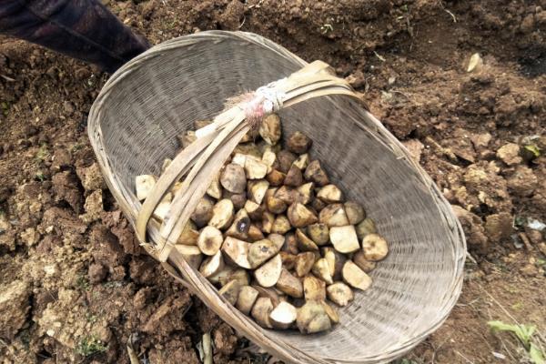 土豆高产高效种植技术，土豆种植时间和生长期