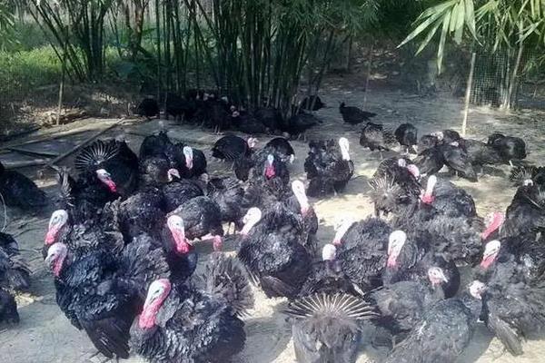 火鸡养殖技术,火鸡和普通的鸡有什么区别