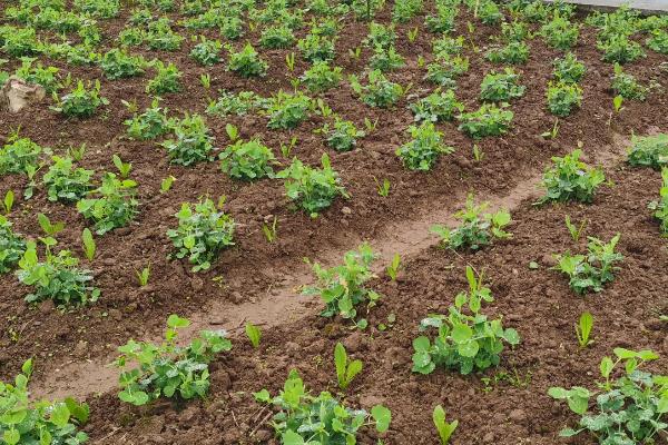 第一茬豌豆苗应该剪到哪里，附豌豆苗的种植方法和时间