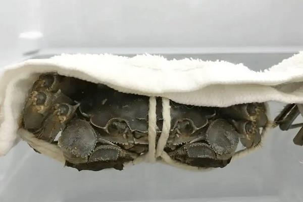 买的河蟹吃不完怎么养，河蟹和梭子蟹有什么区别