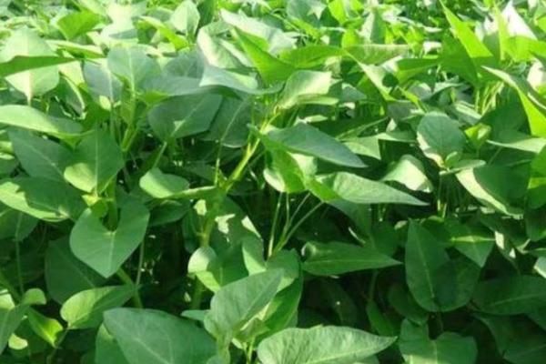 空心菜越冬种植技术,冬天如何保温才不会冻死