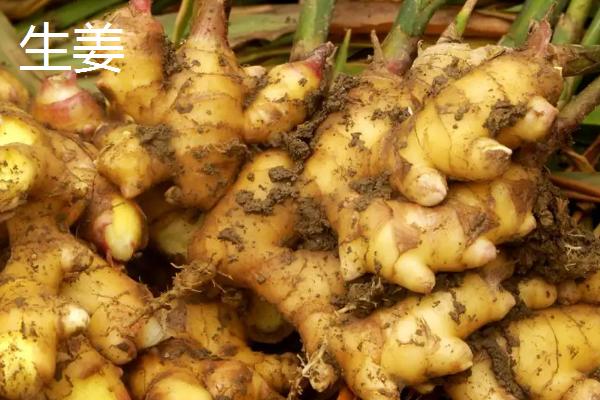 生姜干姜炮姜的区别